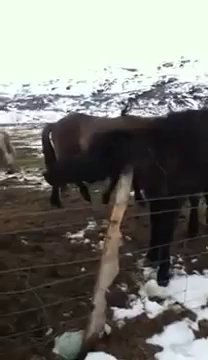Icelandic Horse Finds Way to Scratch