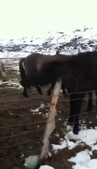 Icelandic Horse Finds Way to Scratch