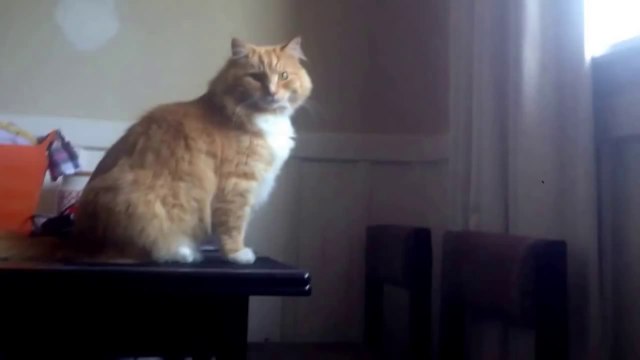 Cat Takes Leap of Faith and Fails