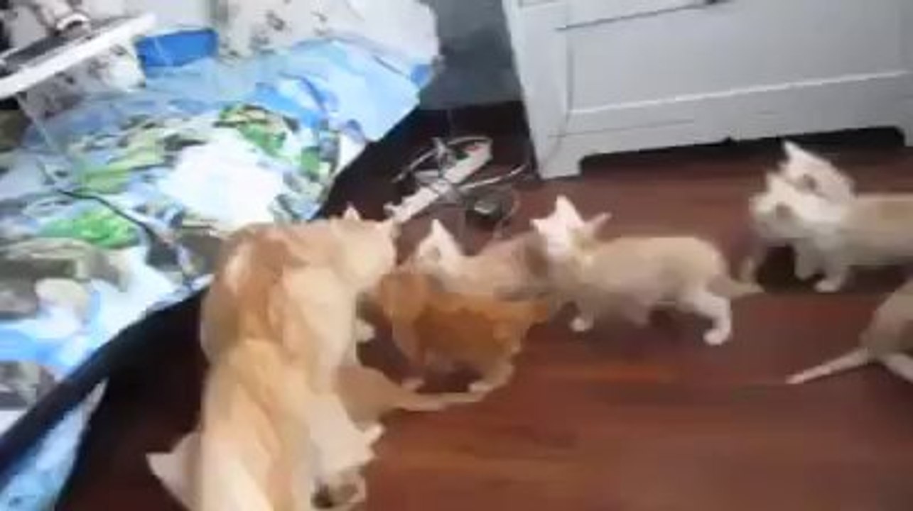 CAT BOMB