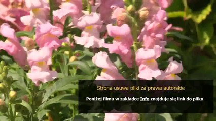 instrukcja pralki ardo a500