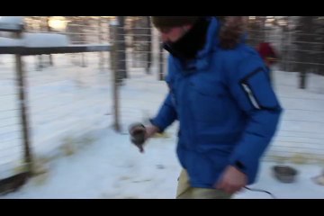 Séjour chez Laponie Mush