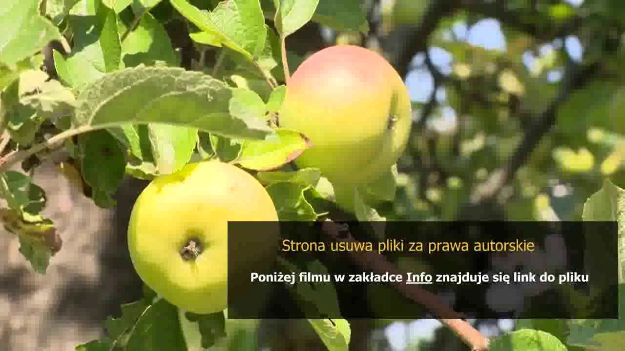 instrukcja obslugi ekspresu do kawy philips senseo