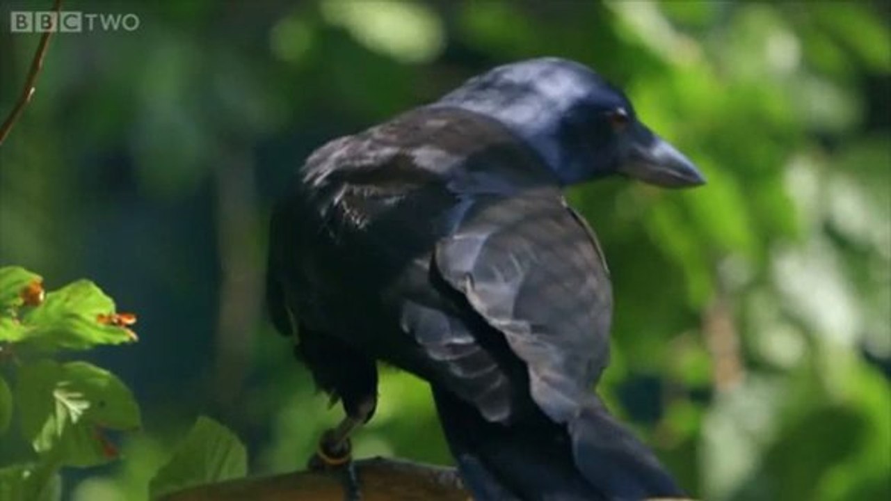 Unbelievable intelligence! Genius crow solves 8 complex puzzles in perfect order
