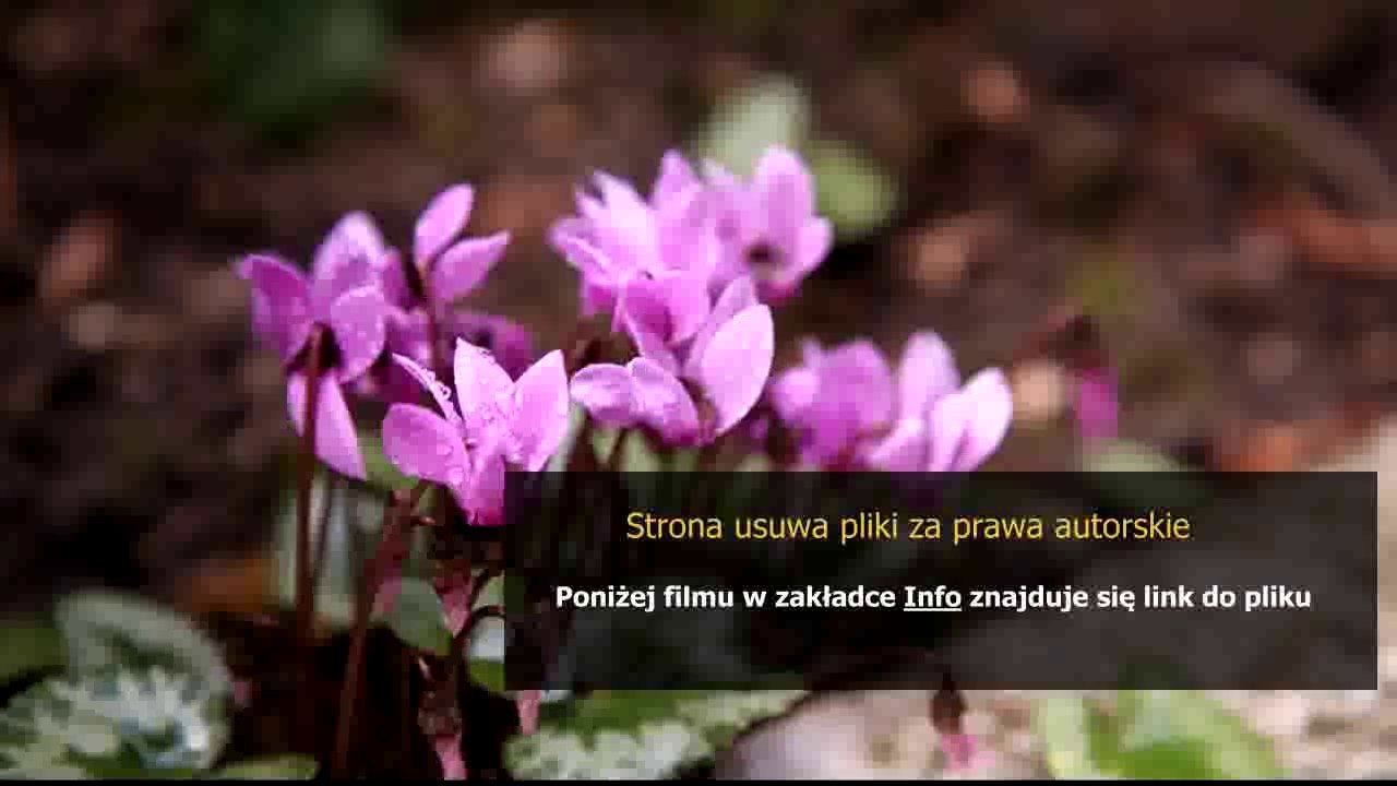 vid?mpark kupon 2013