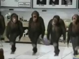 מי שמאמין לא מפחד - ריקוד הקופים