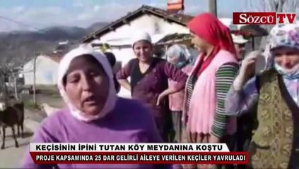 Keçisinin ipini tutan köy meydanına koştu