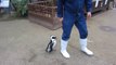 Un bébé pingouin très attaché à ce gardien de Zoo. Adorable!