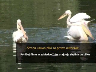 kod bonusowy do shakes i fidget