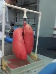 Download Video: Pulmones sanos VS Pulmones de fumador