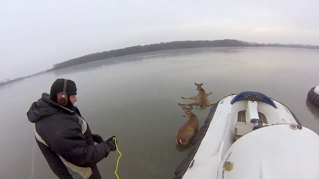 Sauver des biches piégées sur un lac gelé.