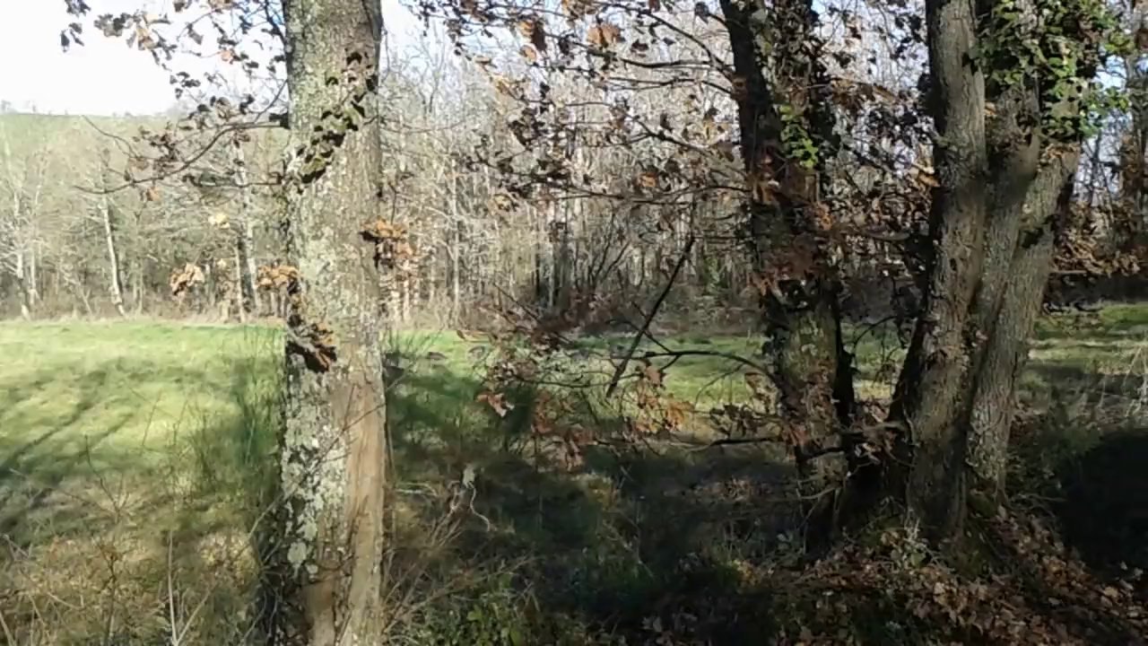 Une partie du travail d'un debout d'une meute de griffon bleu sur lièvre