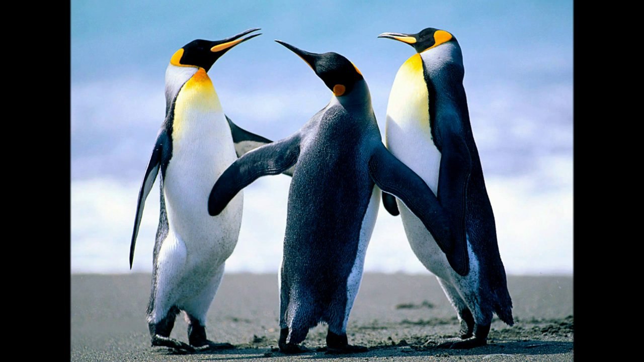 Burhan Öcal-Zafer Gül-Hans Müjdat Koçnart-Hakan Konyar 1984-Vardar Ovası