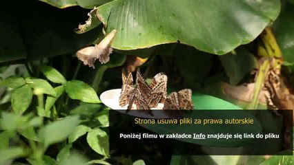 league of legends pl poradnik postacie