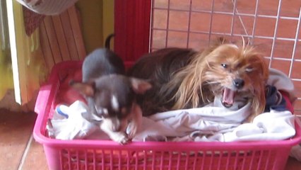 Idefix notre petit bigoudi !!