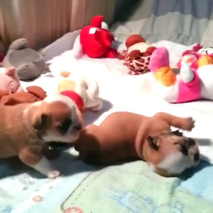 Wrestling tra cuccioli