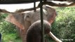 Un éléphant attaque une Jeep lors d'un Safari au Sri Lanka !!