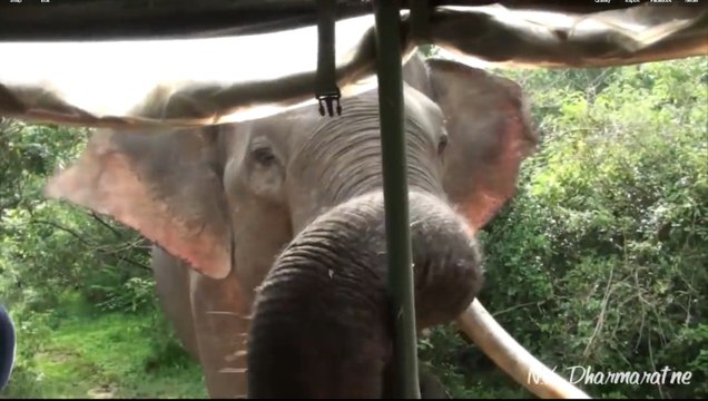 Crazy Elephant Attacks A Jeep For Food!! Yala National Park Sri Lanka