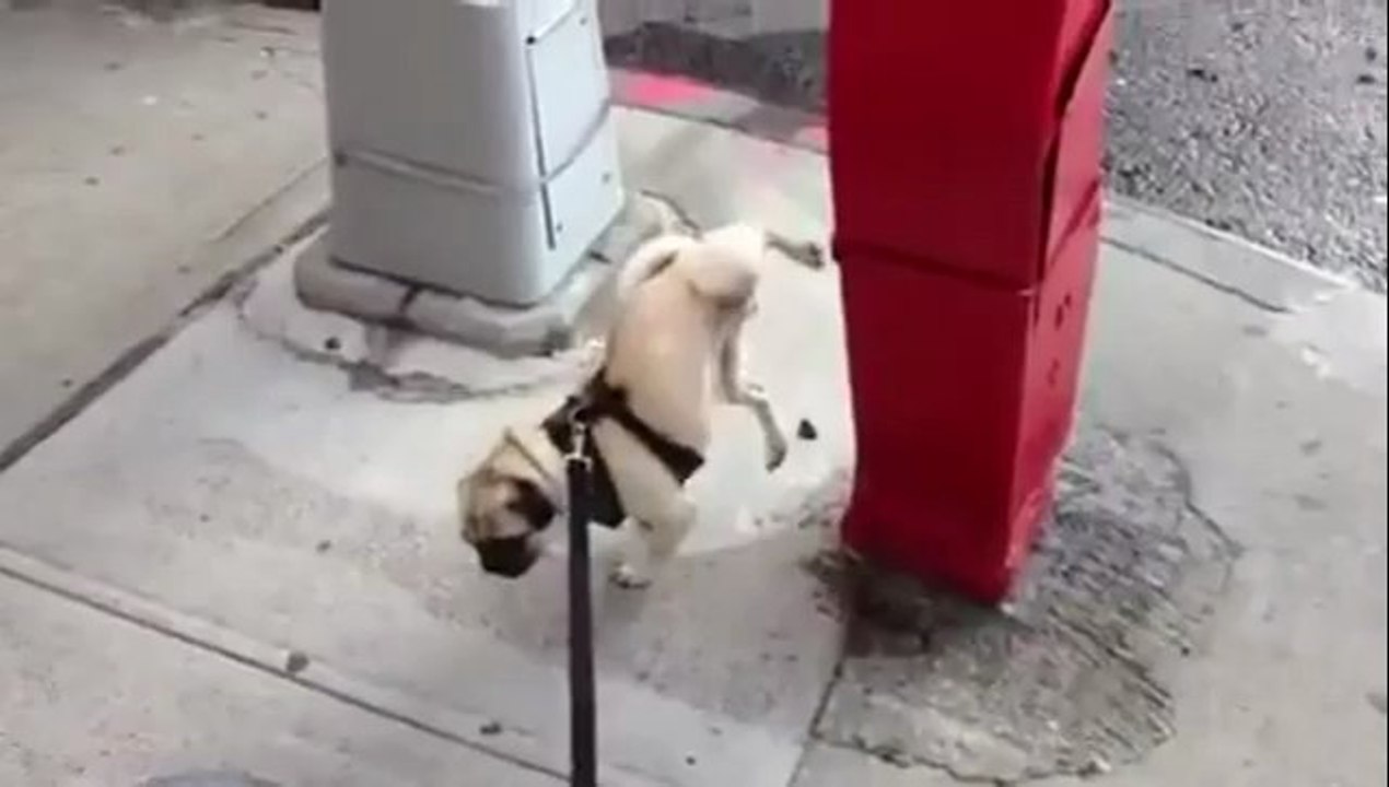 Ein akrobatischer Mops