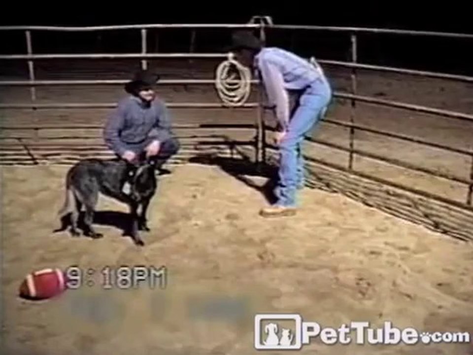 Ein echt cleverer Hund