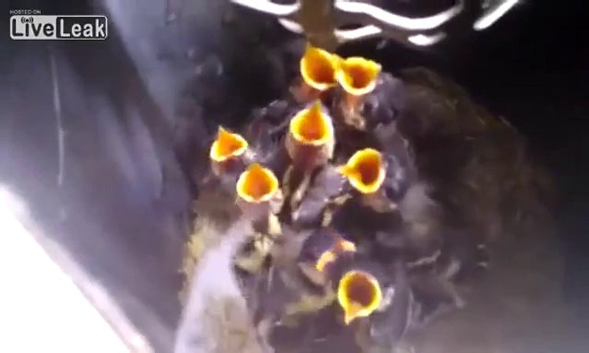 Ein außergewöhnlicher Platz für ein Vogelnest