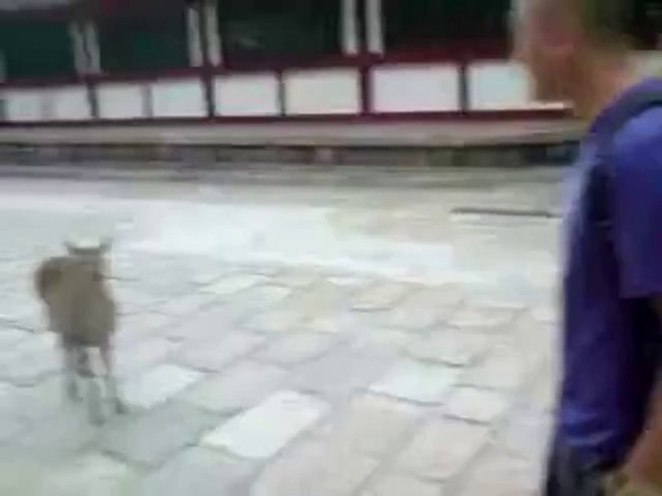 Ein freundliches Reh