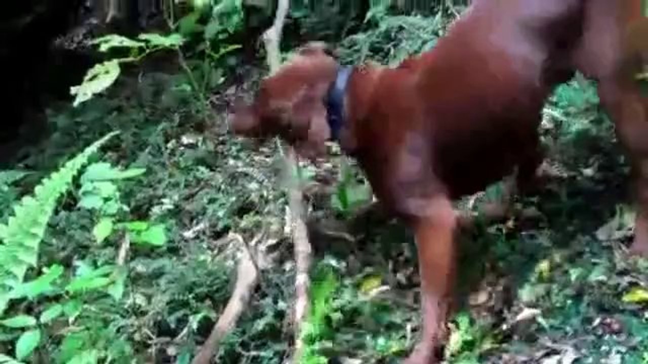 Ein nicht ganz so kluger Hund