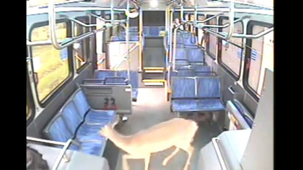 Ein Reh im Bus