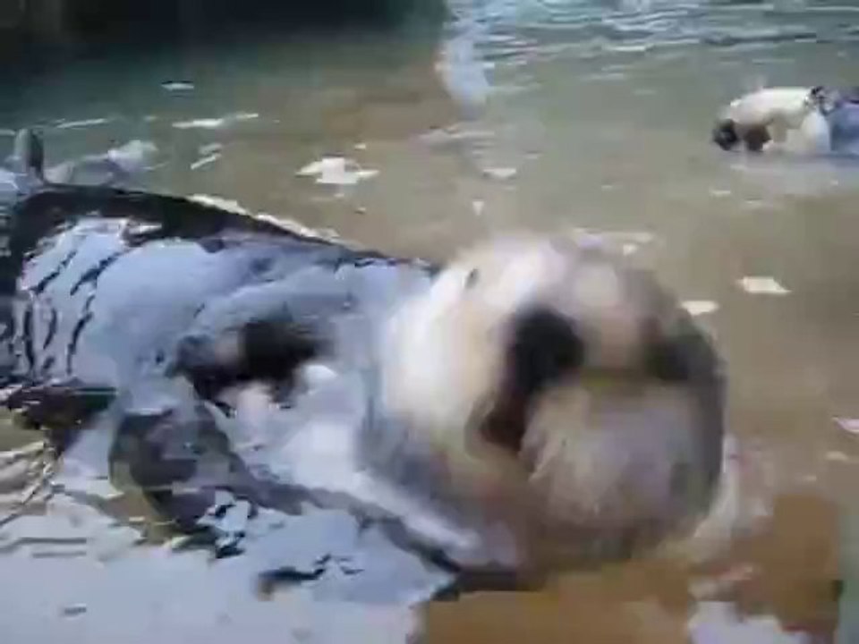 Ein sprechender Otter