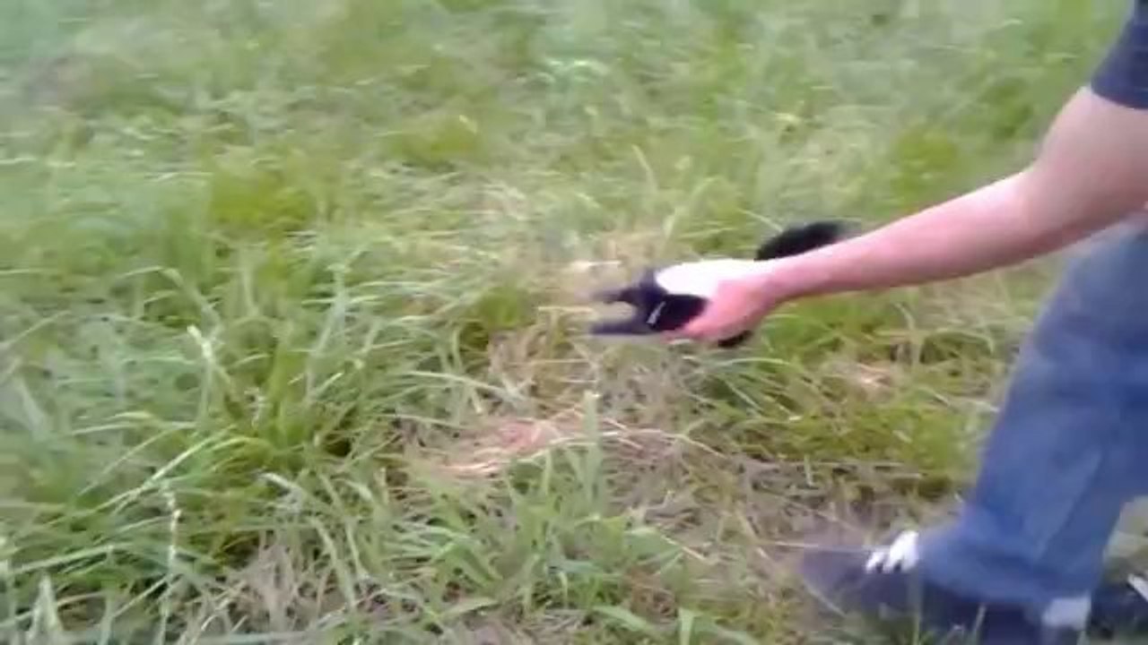 Ein süßes Baby Stinktier