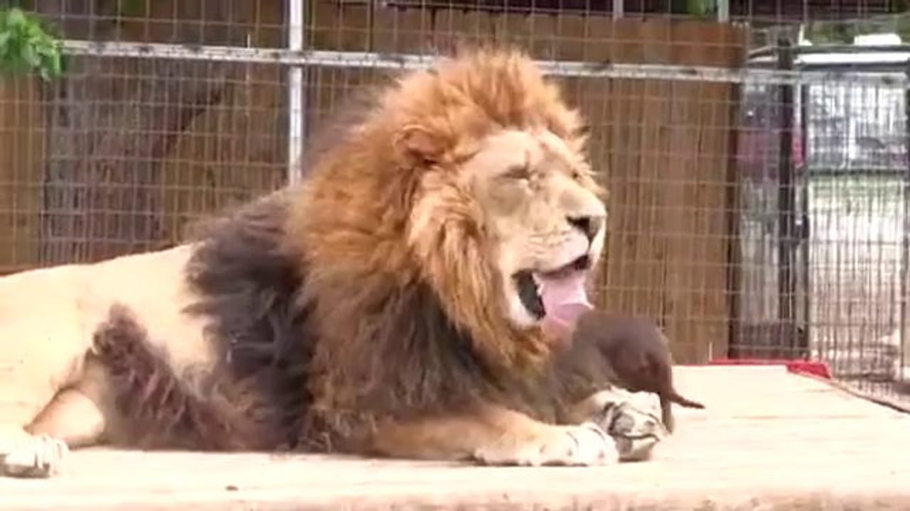 Ein tierischer Zahnarzt