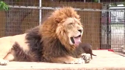 Ein tierischer Zahnarzt