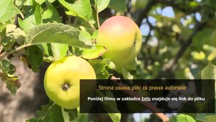 league of legends ezreal guide build