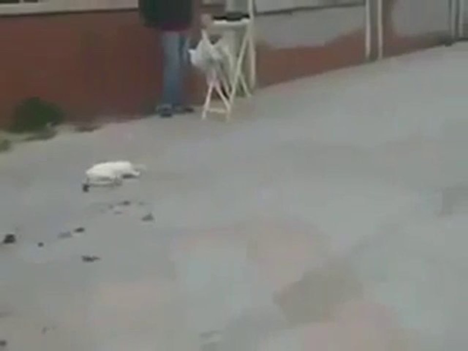 Enttäuschte Katze nach gescheitertem Jagdversuch