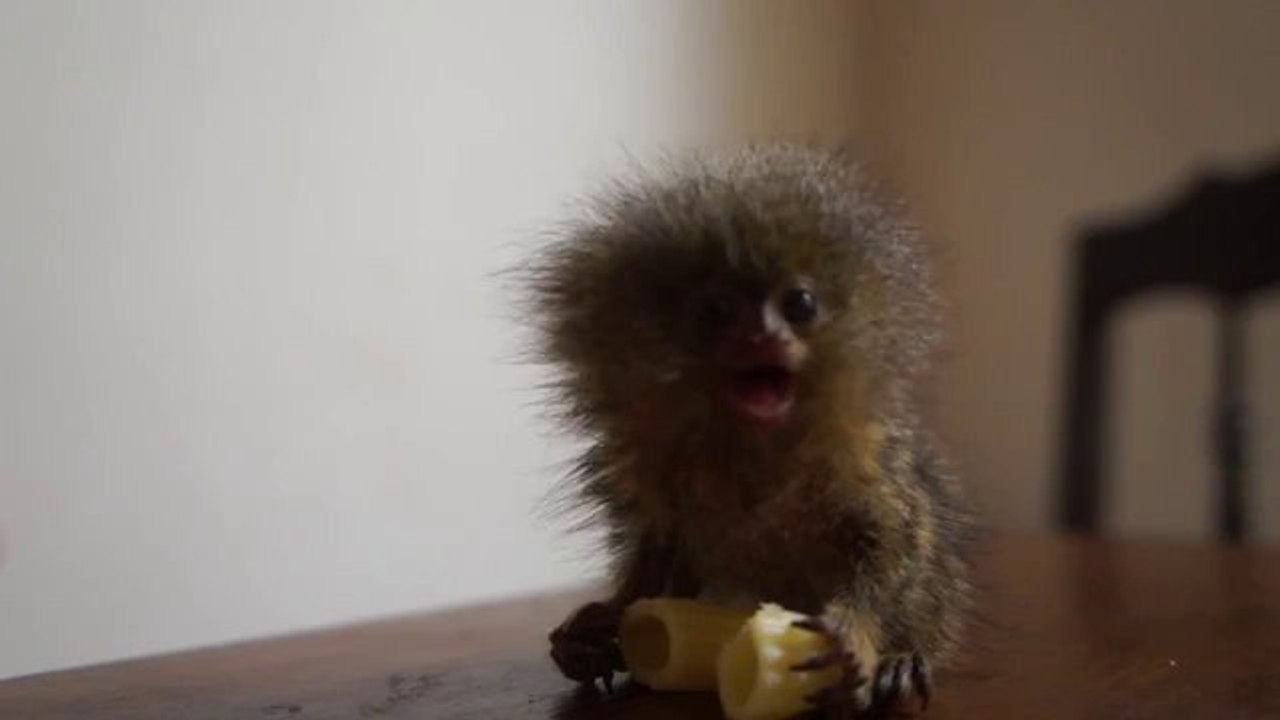 Extrem kleines und süßes Äffchen