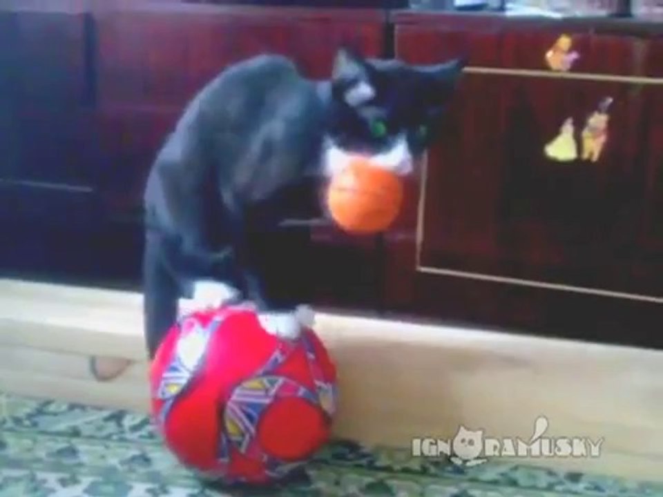 Eine Katze und zwei Bälle