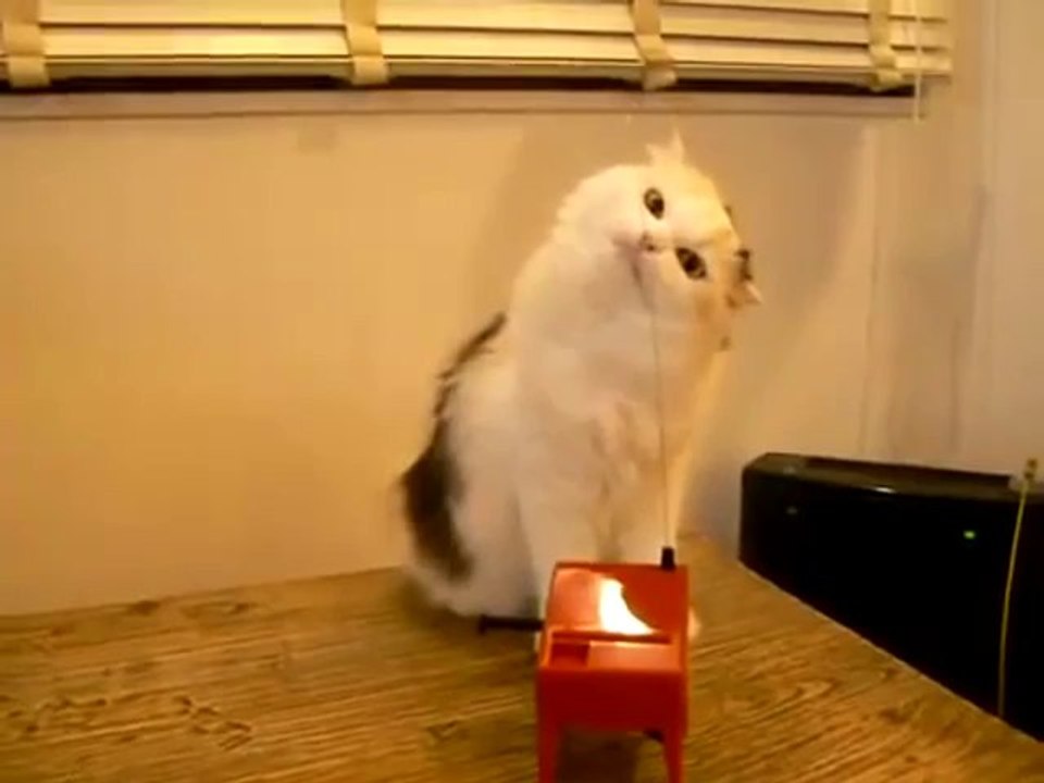 Eine sehr verwirrte Katze