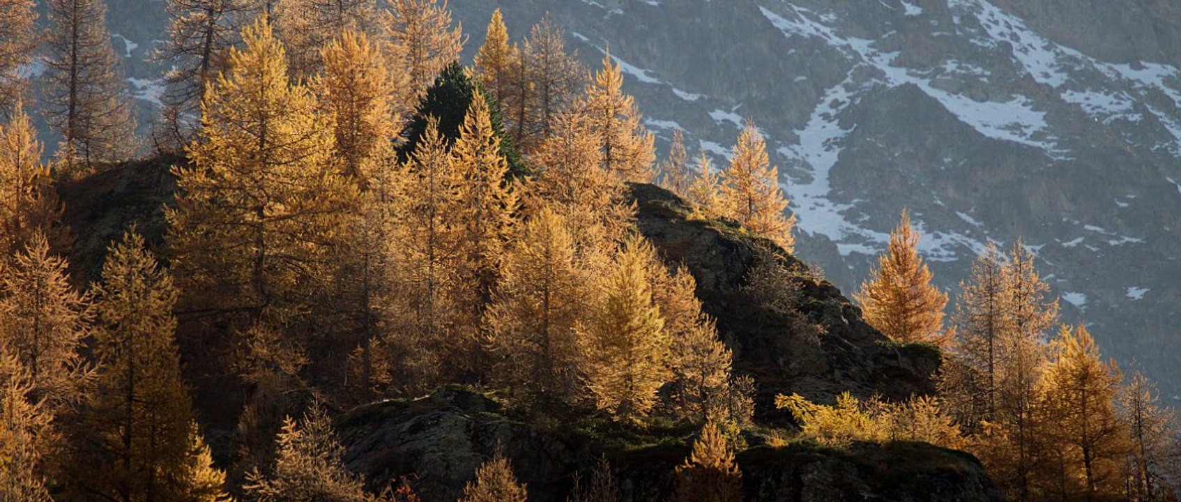 regards de chamois