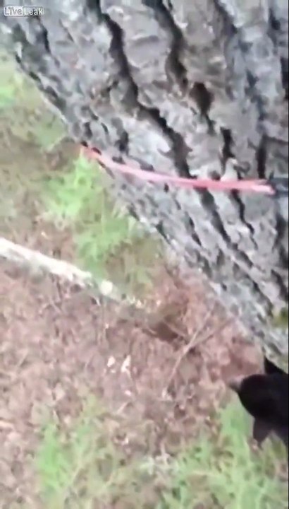 Einem Bären beängstigend nahe kommen