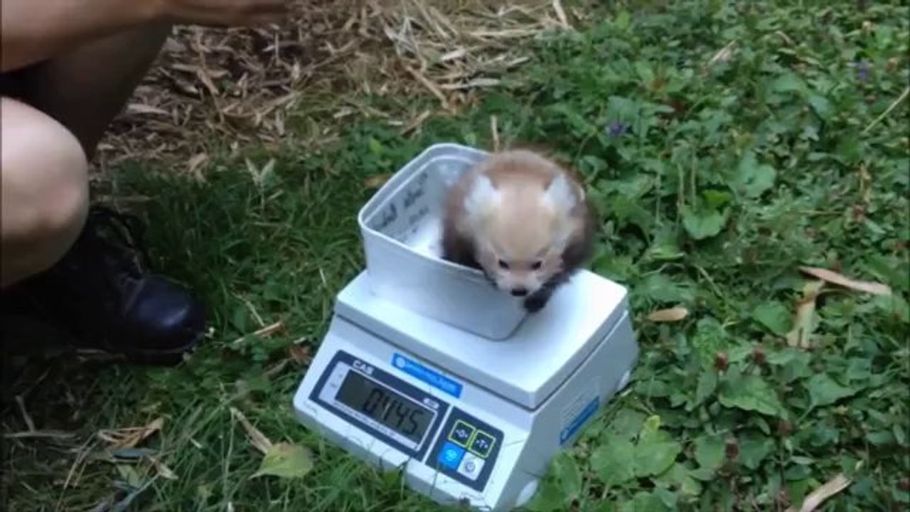 Einen süßen roten Babypanda wiegen