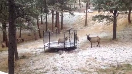 Elch hat Spaß auf einem Trampolin