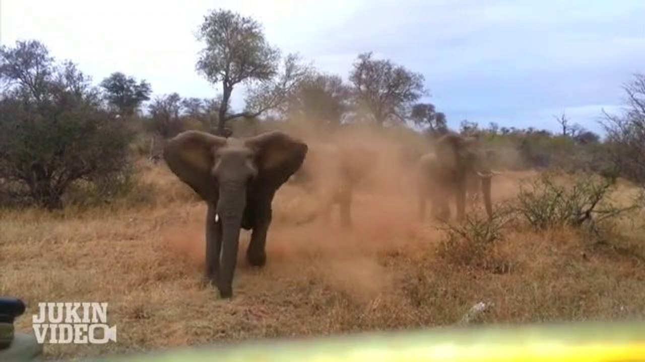Elefant attackiert einen Jeep während einer Safari