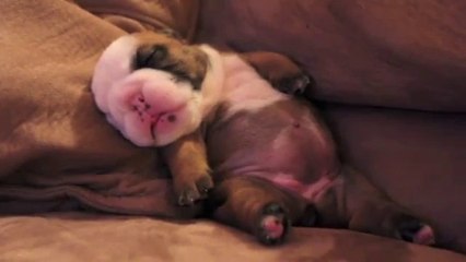 Englische Bulldoggen Welpe beim träumen