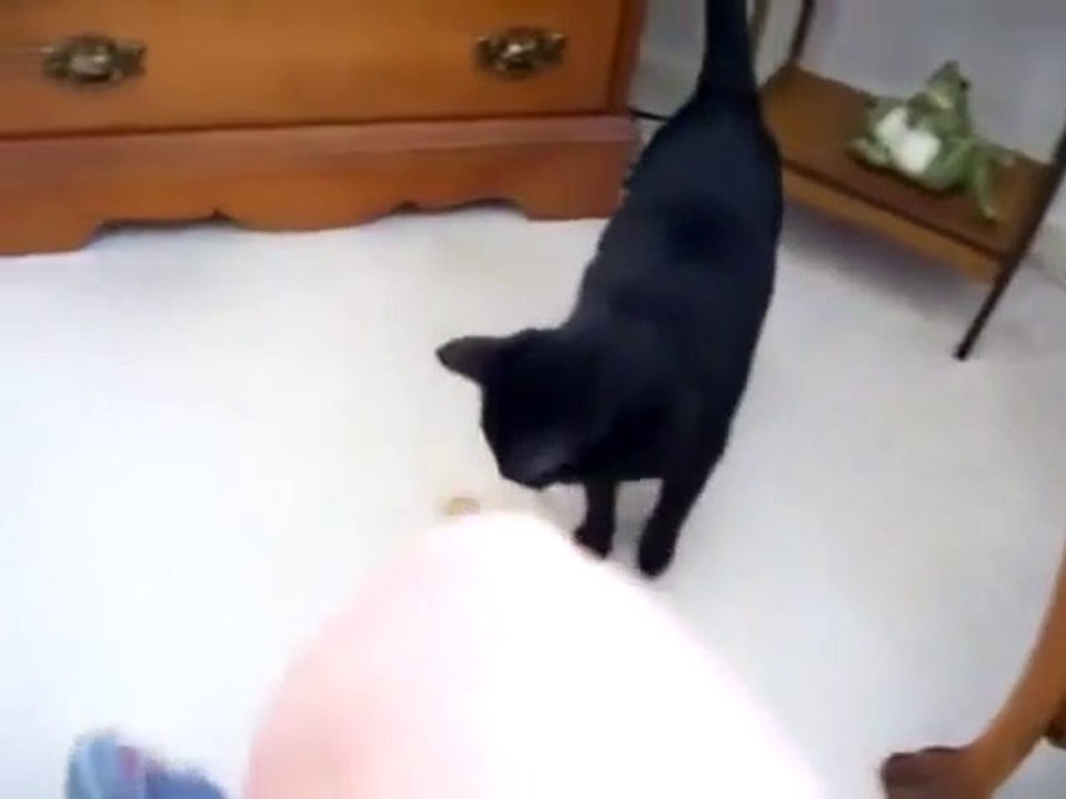 Entenküken hält die Katze für seine Mutter