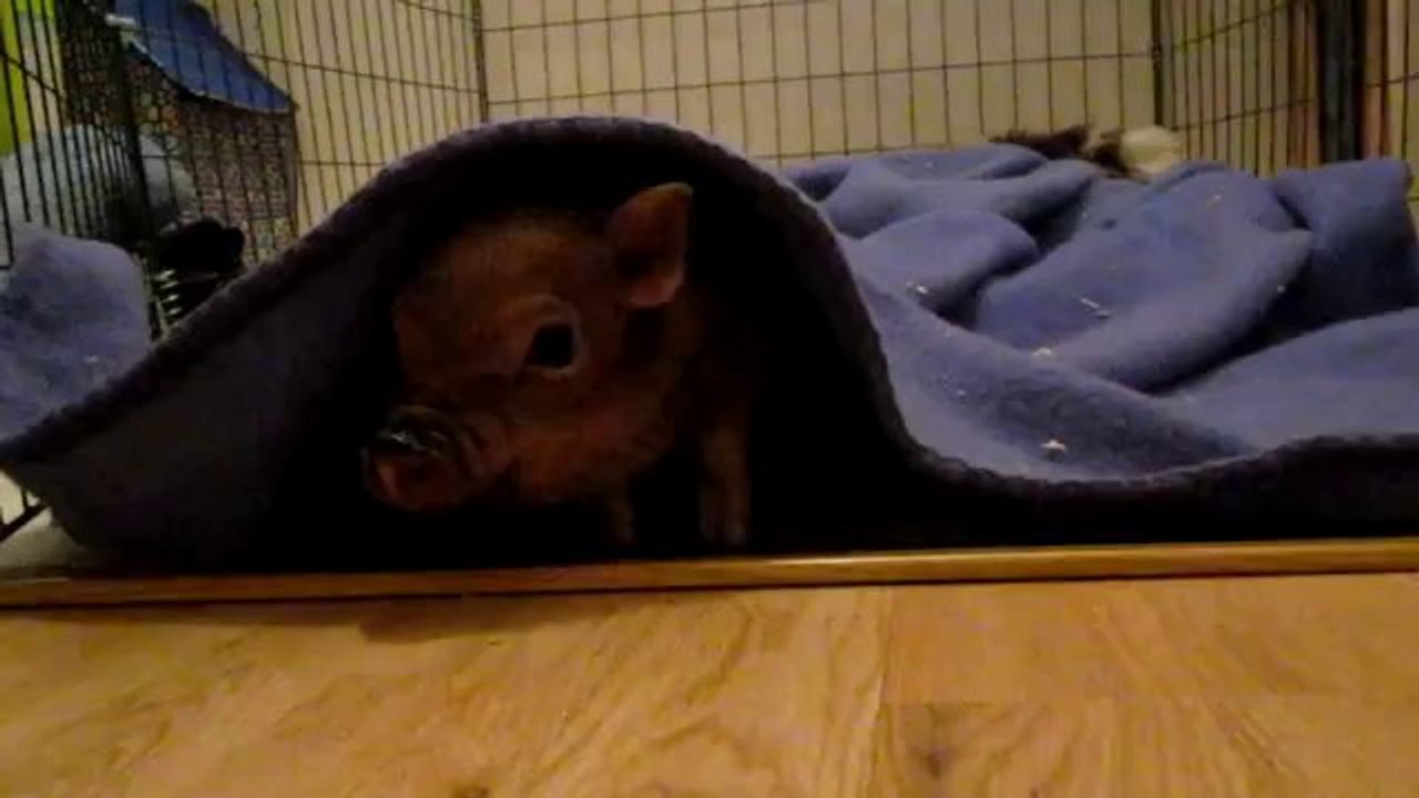 Extrem niedliches Mini-Schwein