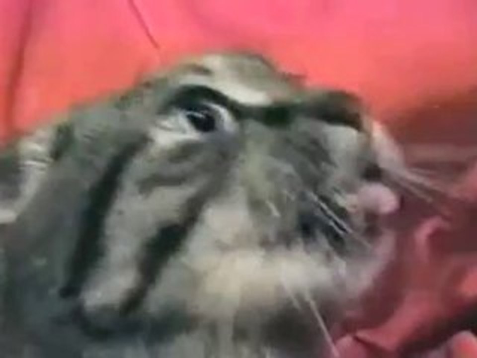 Extrem Verrückte Katze