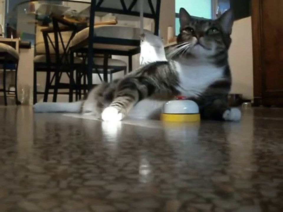 Faule Katze braucht nur zu klingeln um etwas zu Fressen zu bekommen