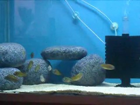 7 aylık f0 mori ilangi yellow yavrularım :)