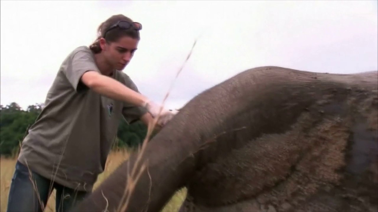 Des tests ADN pour remonter la piste des tueurs d'éléphants