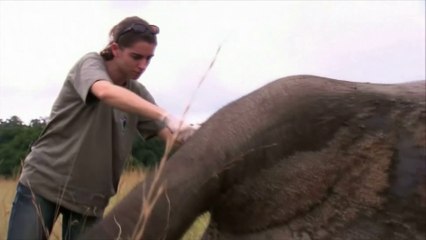 Des tests ADN pour remonter la piste des tueurs d'éléphants